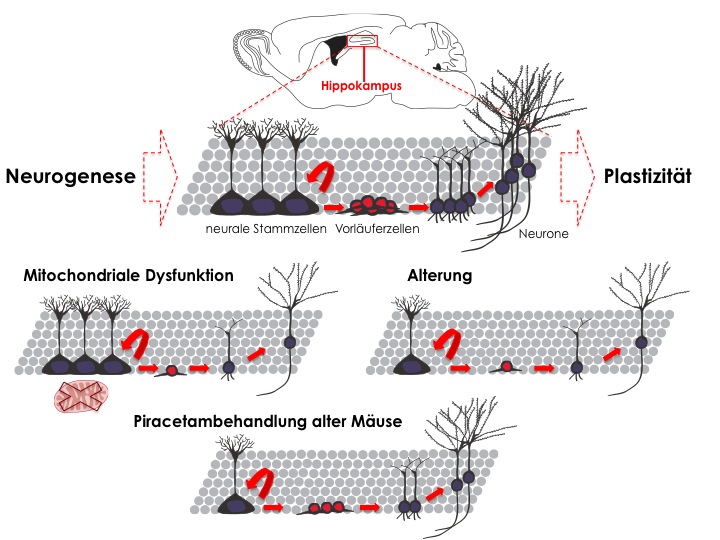 Zum Artikel "Zelluläre Kraftwerke regulieren Gehirnstammzellen"