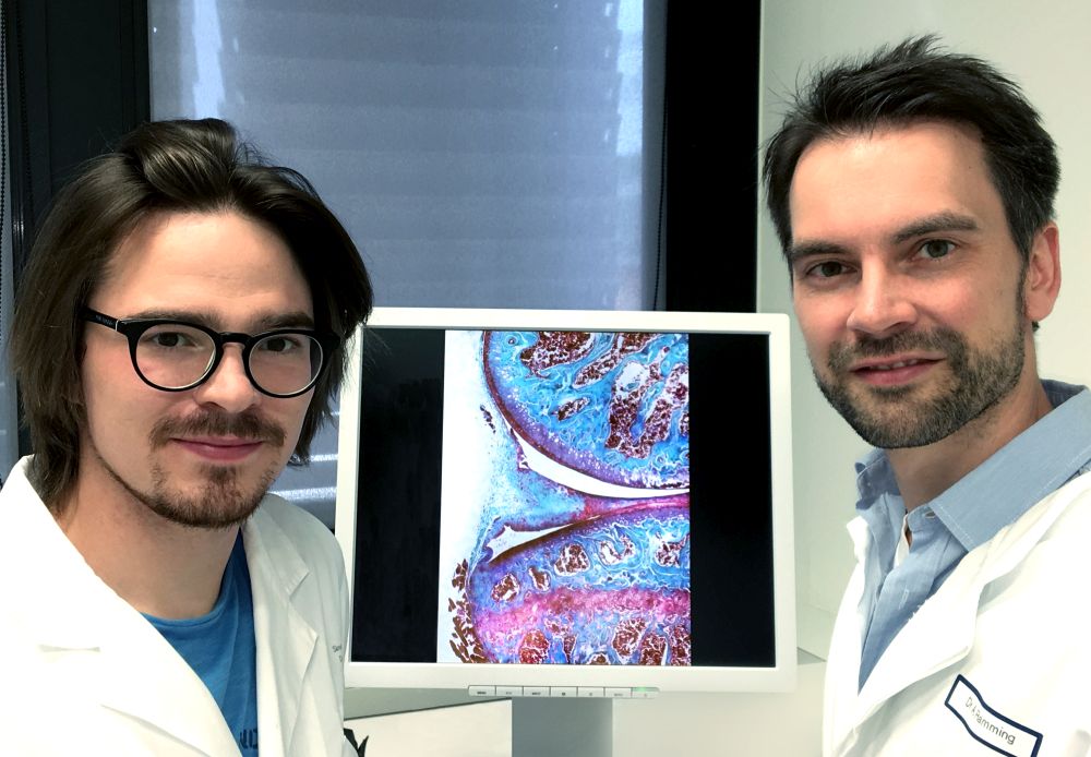 Zum Artikel "Kontrollzellen im Winterschlaf: Warum Entzündung chronisch wird"