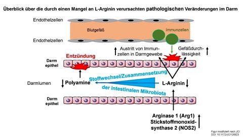 Zum Artikel "Aminosäure fördert Rückbildung von Darmentzündungen"