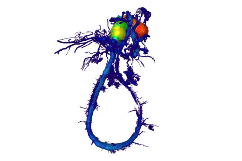 Zum Artikel "Auf dem Weg zum künstlichen Ersatzgewebe"